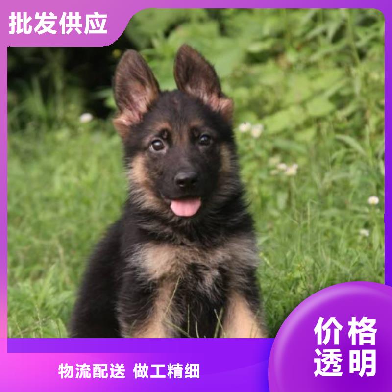 德国牧羊犬杜高犬不断创新{当地}制造商