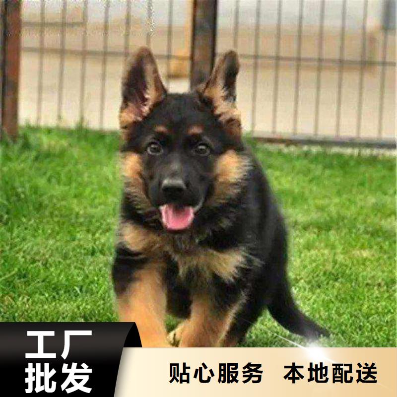 德国牧羊犬【罗威纳犬】市场行情货到付款