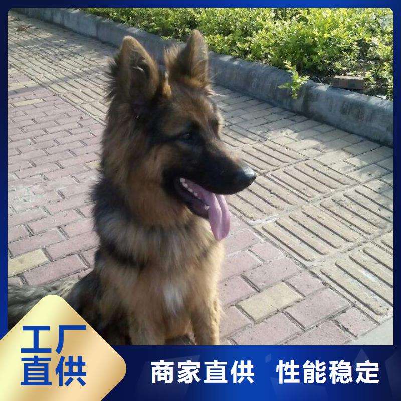 德国牧羊犬,罗威纳犬选择我们选择放心高品质现货销售