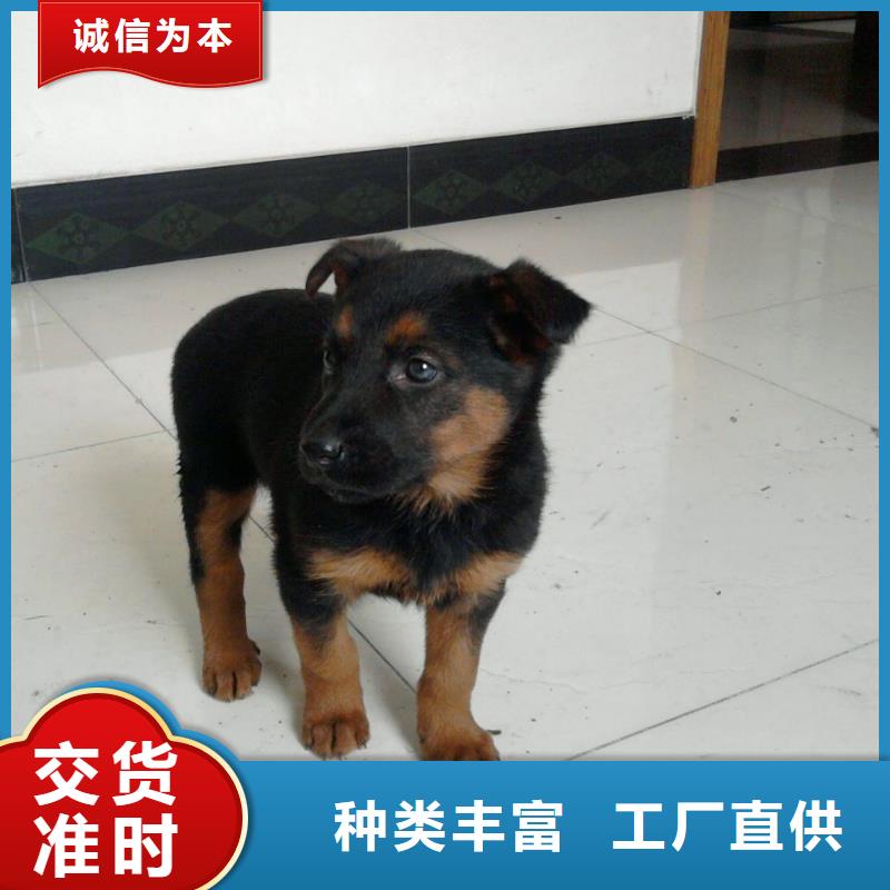 德國牧羊犬德牧犬廠家直銷大量現貨定制零售批發