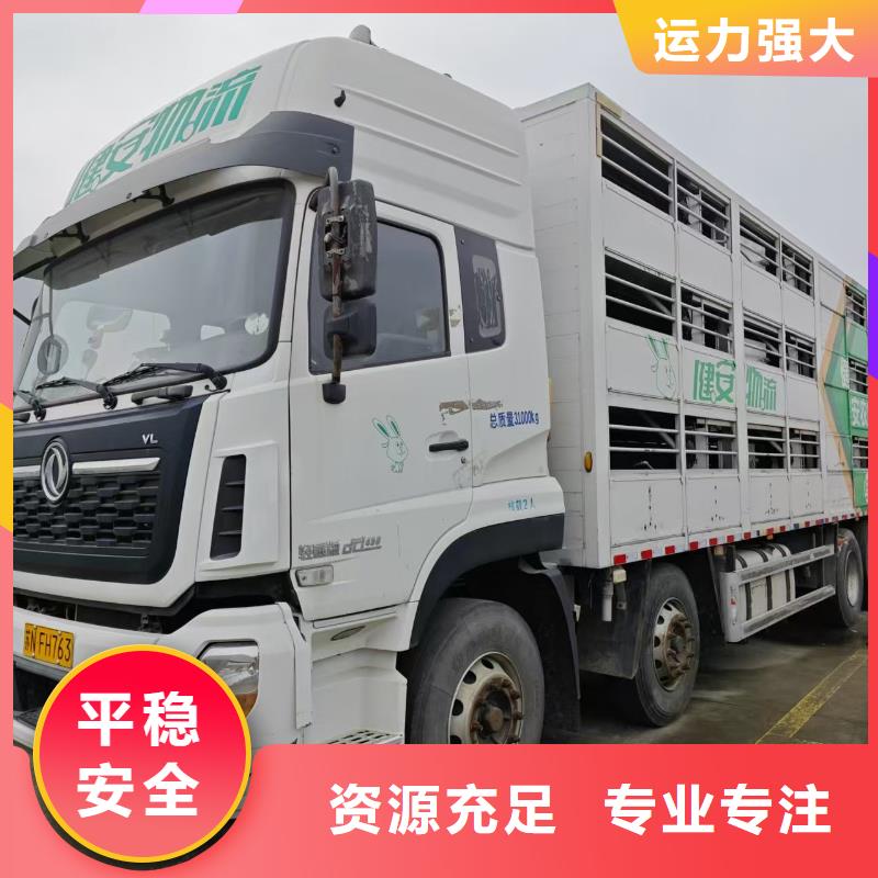 溫州到鐵嶺仔豬空調車運輸照料精心