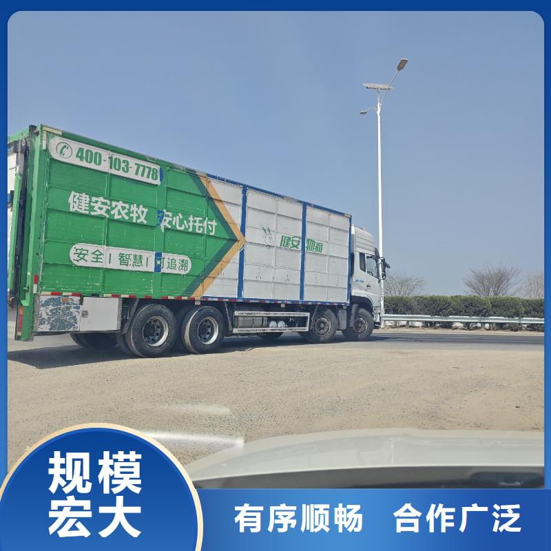 宿遷市泗洪到舟山豬只貿易全程呵護