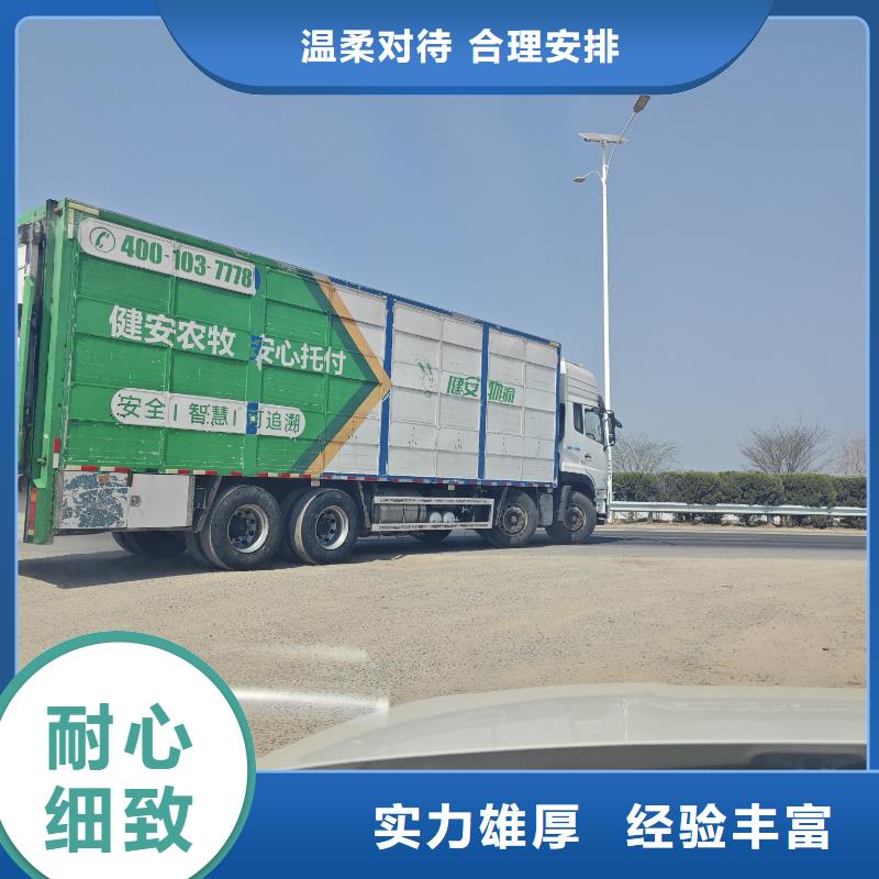 宿遷市泗洪到生豬物流每天發車正規廠家