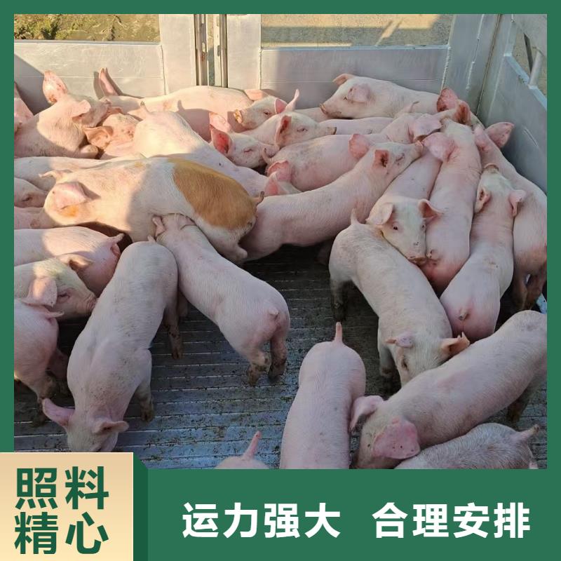 宿遷市泗陽到泰州種豬恒溫車運輸網絡廣泛