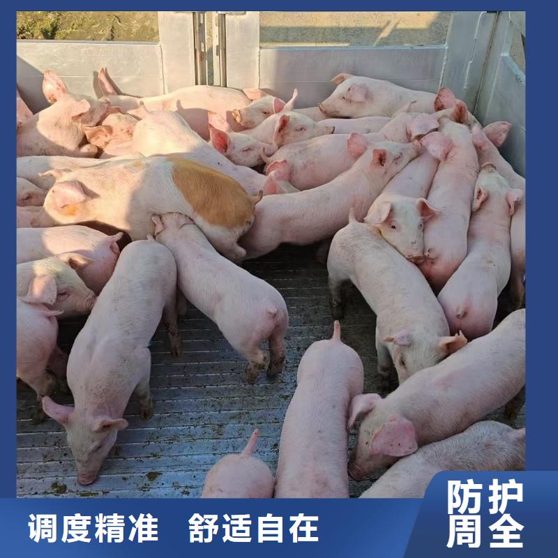 宿迁市沭阳到漯河羊运输周到细致