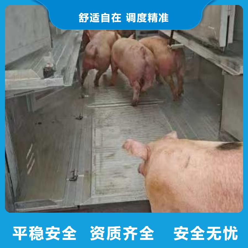 宿遷市泗陽到生豬物流快速多年行業積累