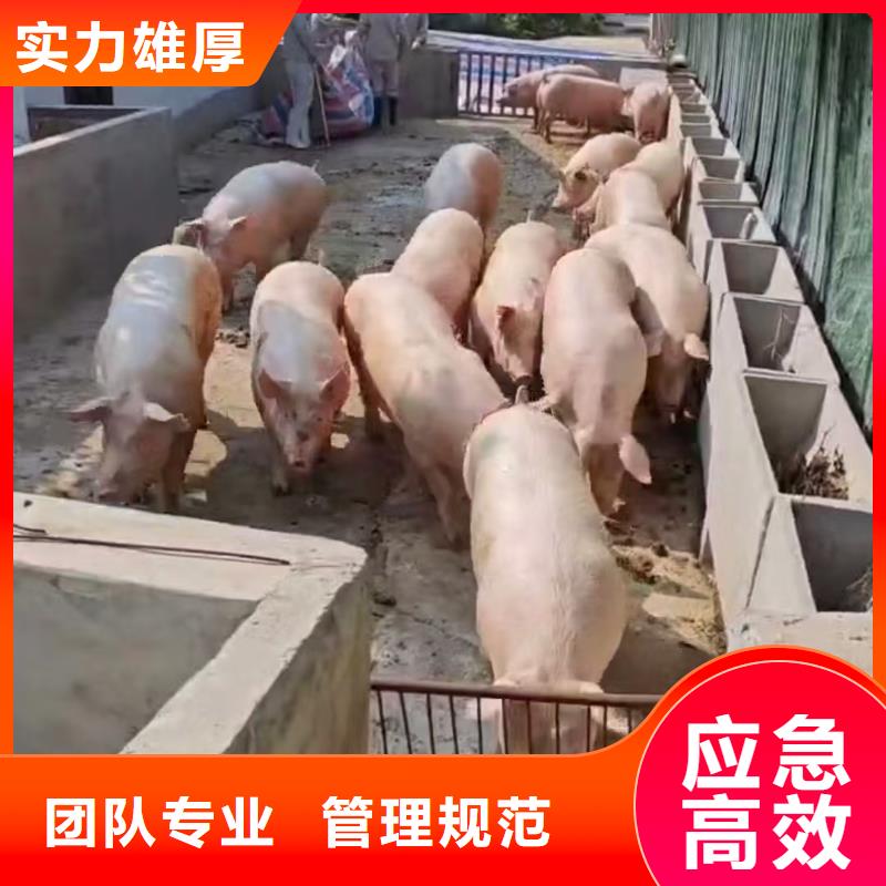 宿遷市到牲畜運輸創新進取本地生產廠家