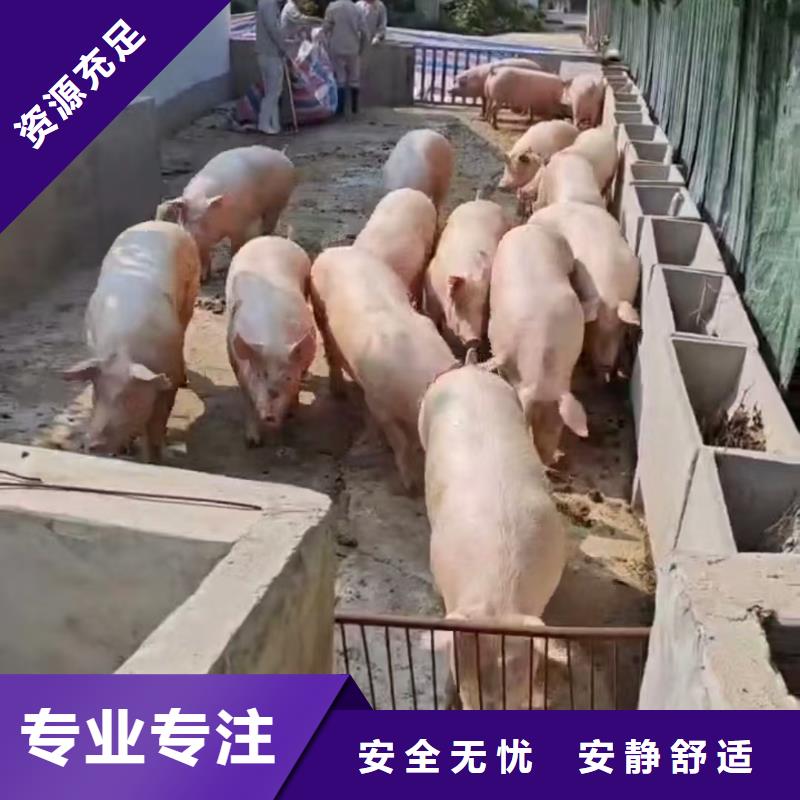 宿遷市沭陽到濟南畜禽運輸人才濟濟