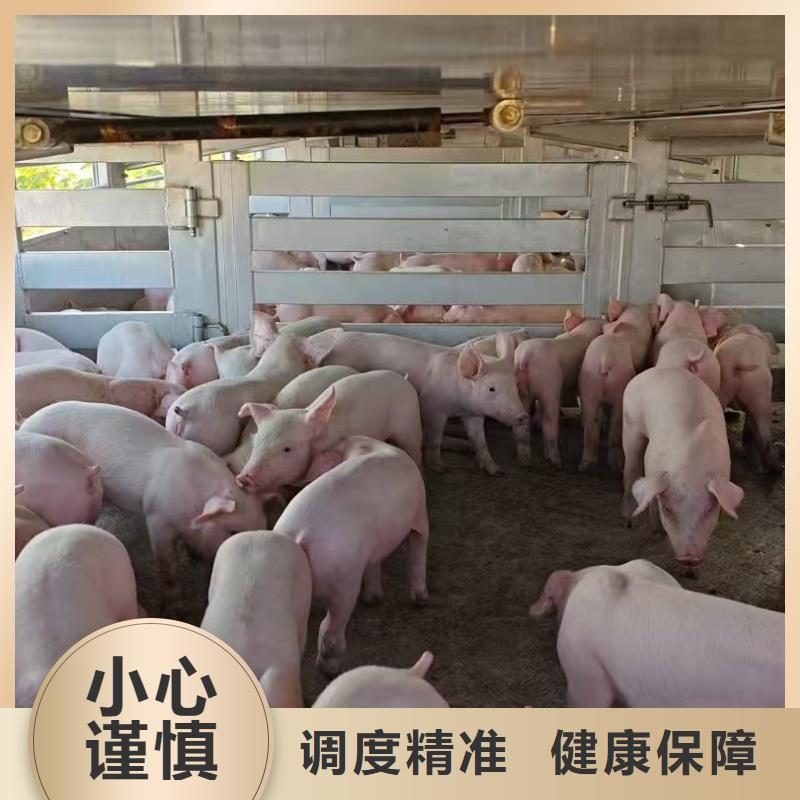 宿遷市泗陽到淄博散裝料專用車特快專線