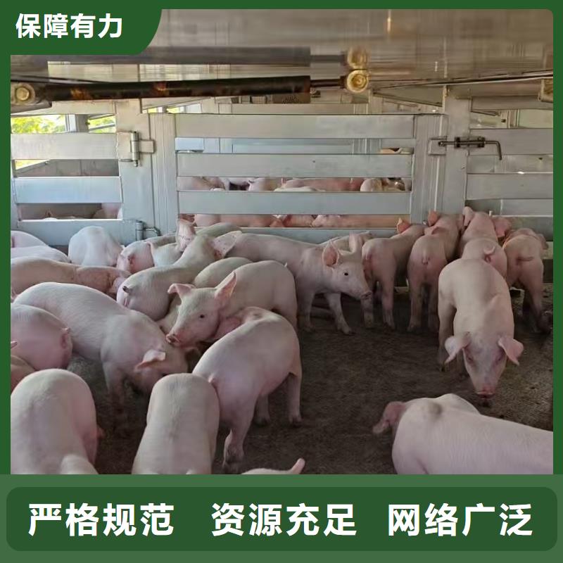 宿遷市泗洪到湖州活禽運(yùn)輸技術(shù)先進(jìn)