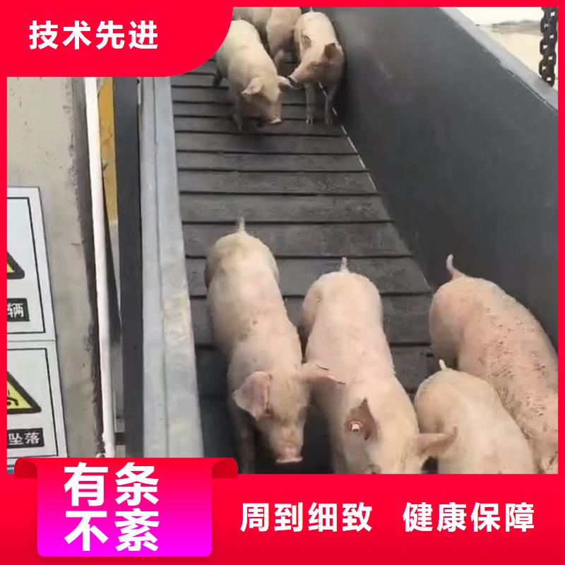 宣城到遼源羊運輸專用車信譽卓著