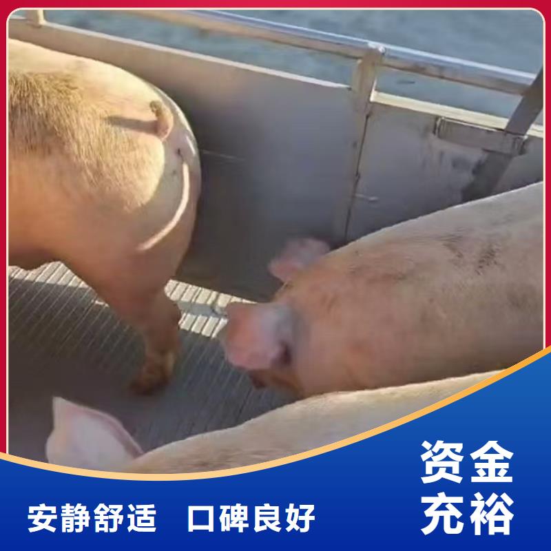 宿遷市沭陽到種豬運輸貨源足質量好