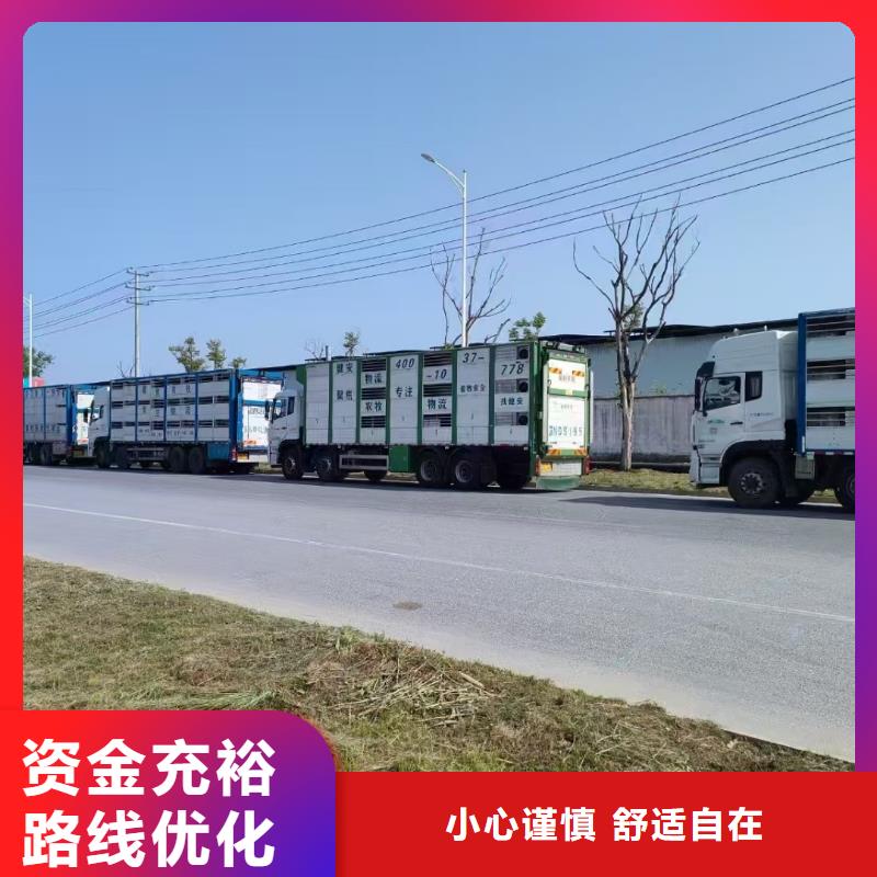 宿遷市沭陽到鶴壁豬籠車運輸小心謹慎