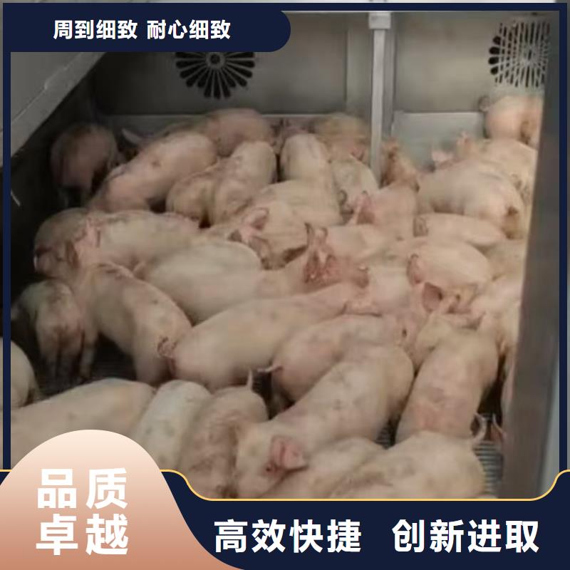 麗水到西安生豬運輸調度精準