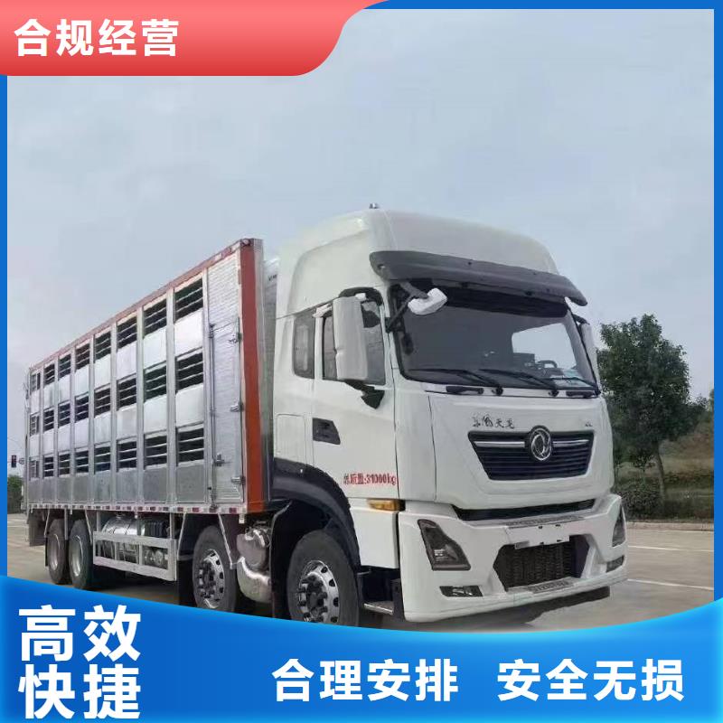 宿遷市泗陽到新鄉羊運輸小心謹慎