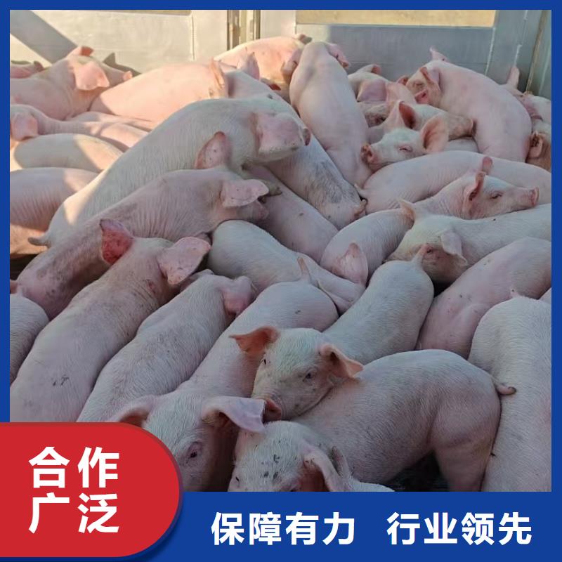 宿遷市沭陽到浙江二育運輸服務有保障