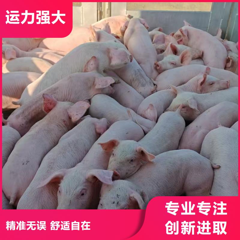 宿遷市泗洪到馬鞍山種豬運輸行業領先