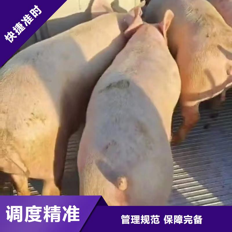 宿遷市到活禽物流資質(zhì)齊全有口皆碑
