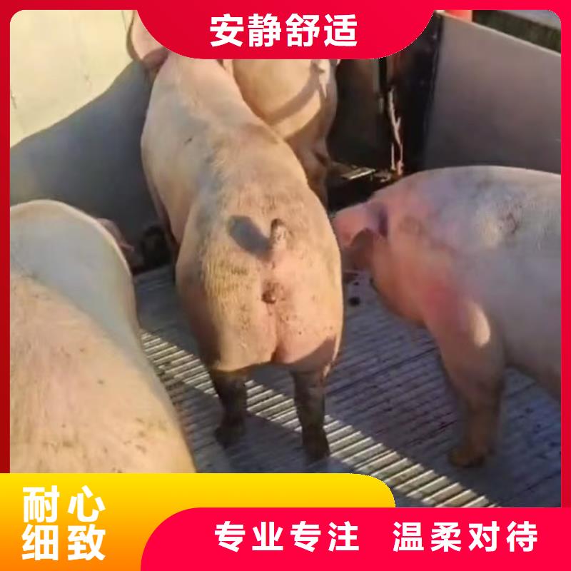 蚌埠到怒江高欄車肥豬運(yùn)輸服務(wù)優(yōu)質(zhì)