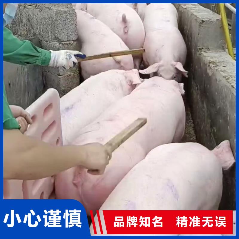開封到齊齊哈爾農(nóng)牧運輸服務(wù)優(yōu)質(zhì)