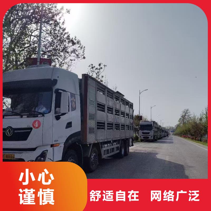宿迁市到南阳猪只运输专用车稳妥可靠