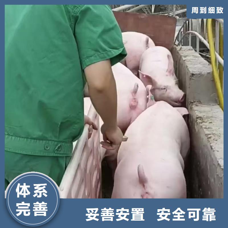 宿遷市沭陽到安慶生豬空調車運輸創新進取