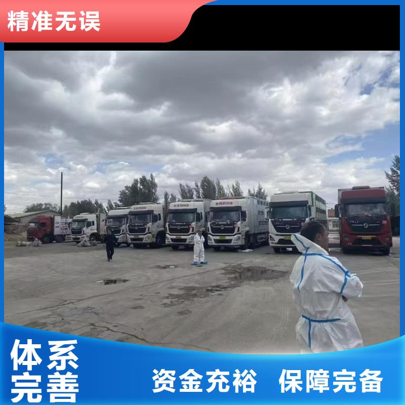 宿迁市泗洪到许昌猪只贸易行业领先