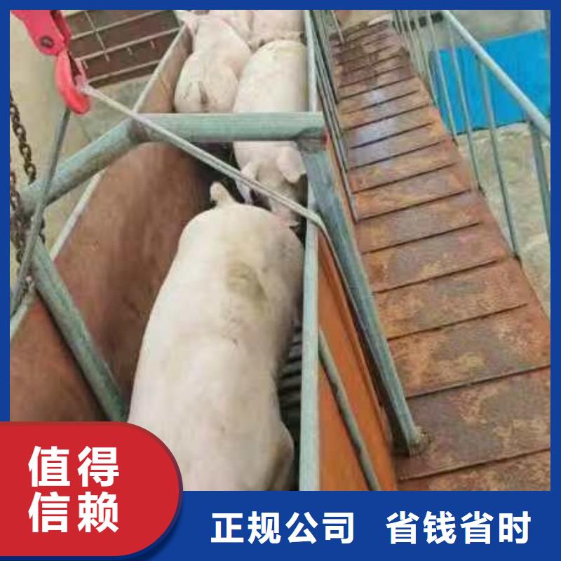 南京到萍鄉恒溫車運輸-專用車專業公司