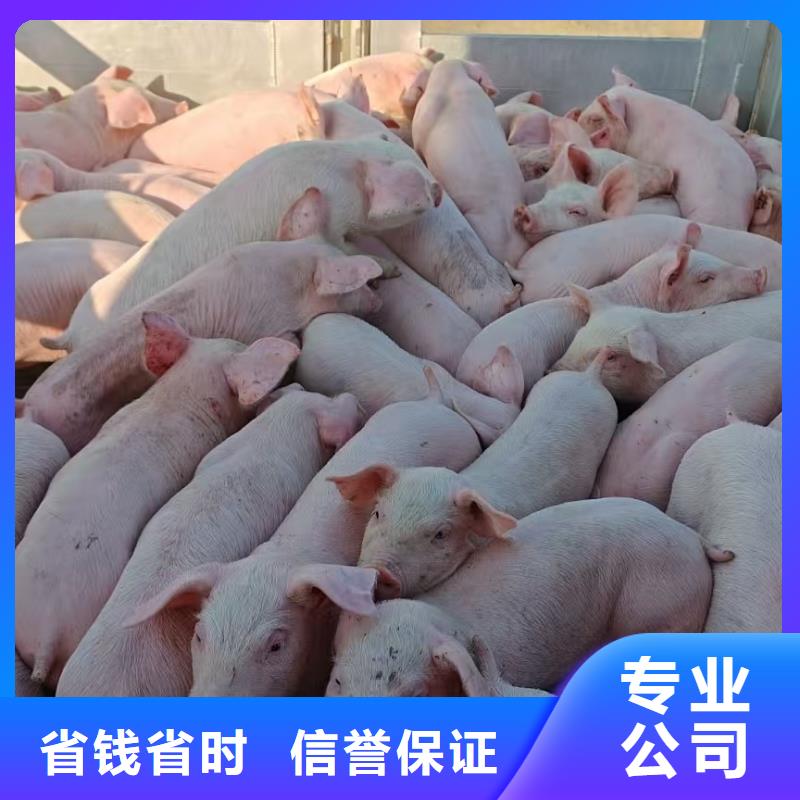 焦作種豬運輸正規注重質量種豬運輸