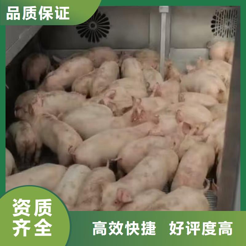 贛榆到煙臺肥豬運輸恒溫車正規團隊
