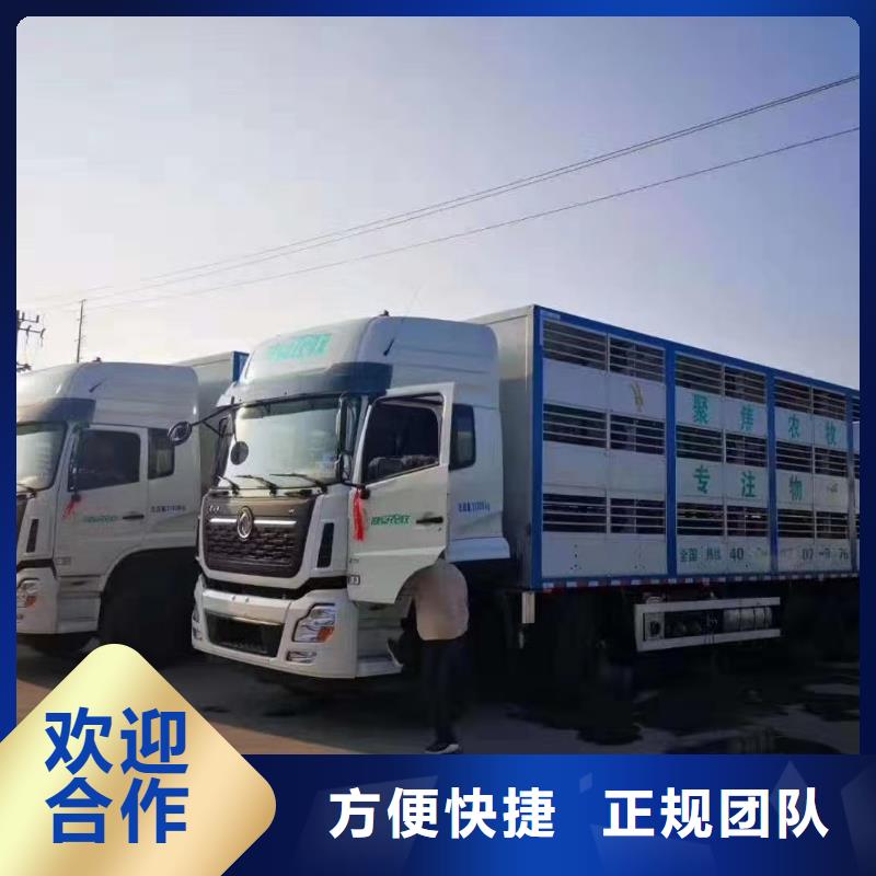 宿遷到無錫活禽運輸24小時為您服務農牧運輸