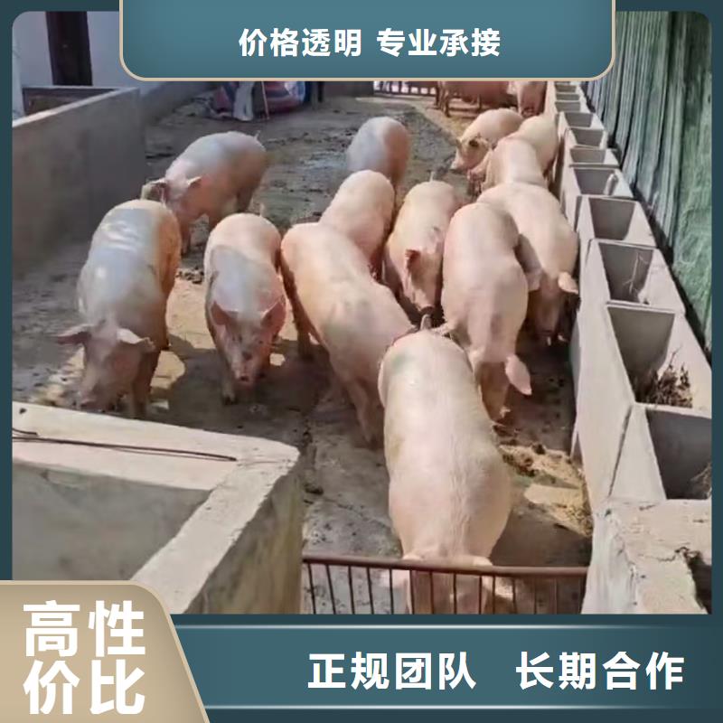 南通到武漢二育運輸-專用車質量保證