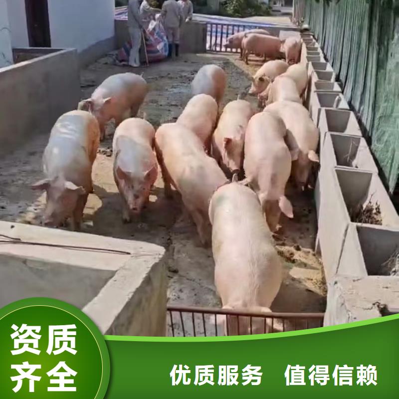 宿遷泗陽到呂梁種豬運輸-恒溫車好評度高