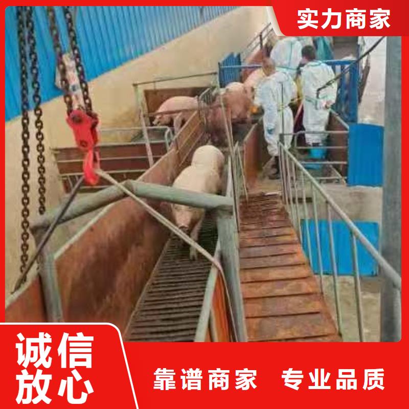 宿遷泗陽到大興安嶺高欄車肥豬運輸-恒溫車放心之選