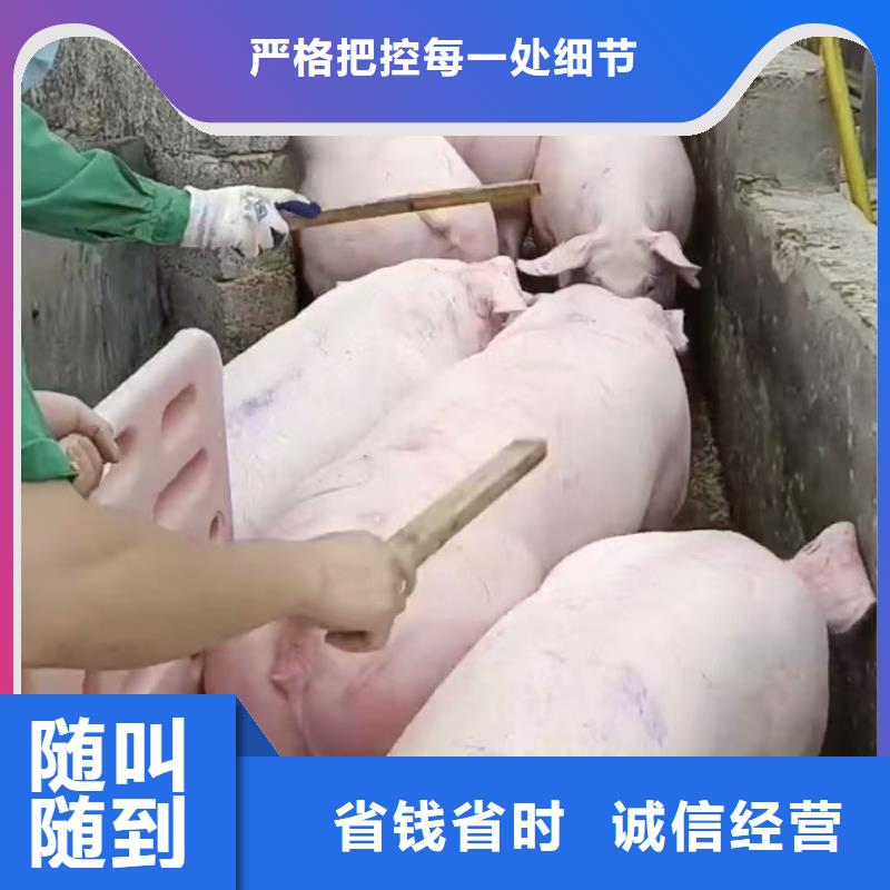 宿遷泗洪到撫順羊運輸-空調車品質服務