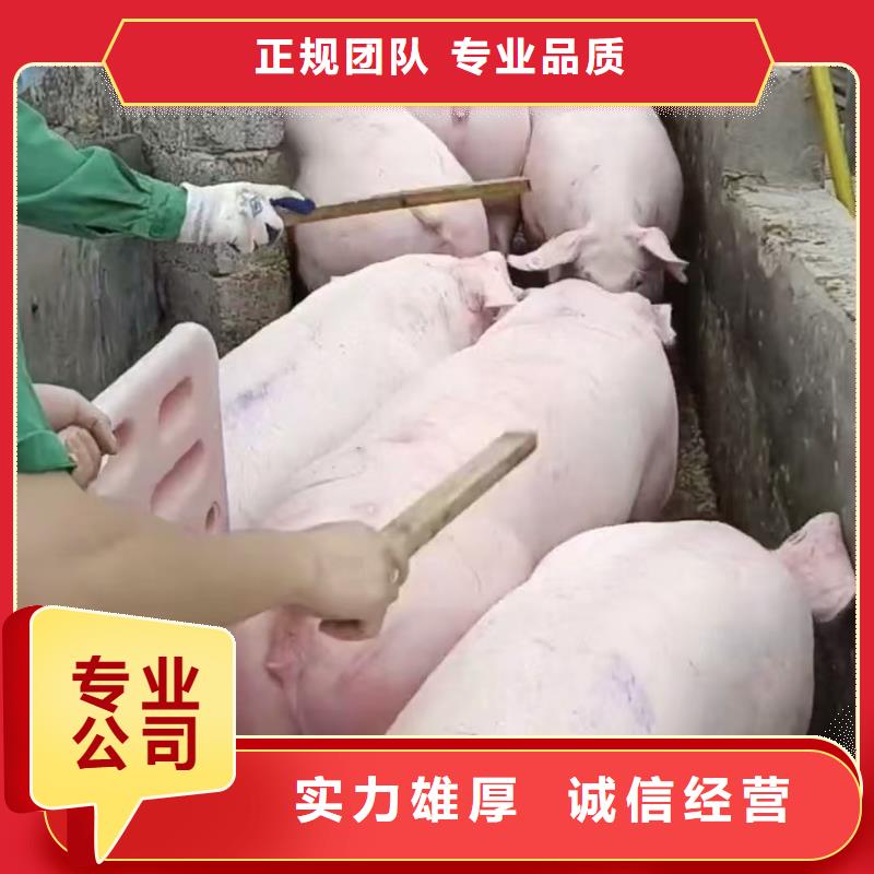 宿遷泗洪到牡丹江種豬恒溫車運輸自家車輛