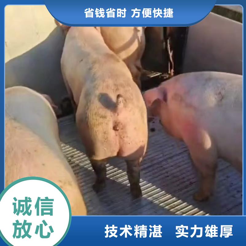 宿遷泗陽到威海畜禽運輸-恒溫車實力團隊