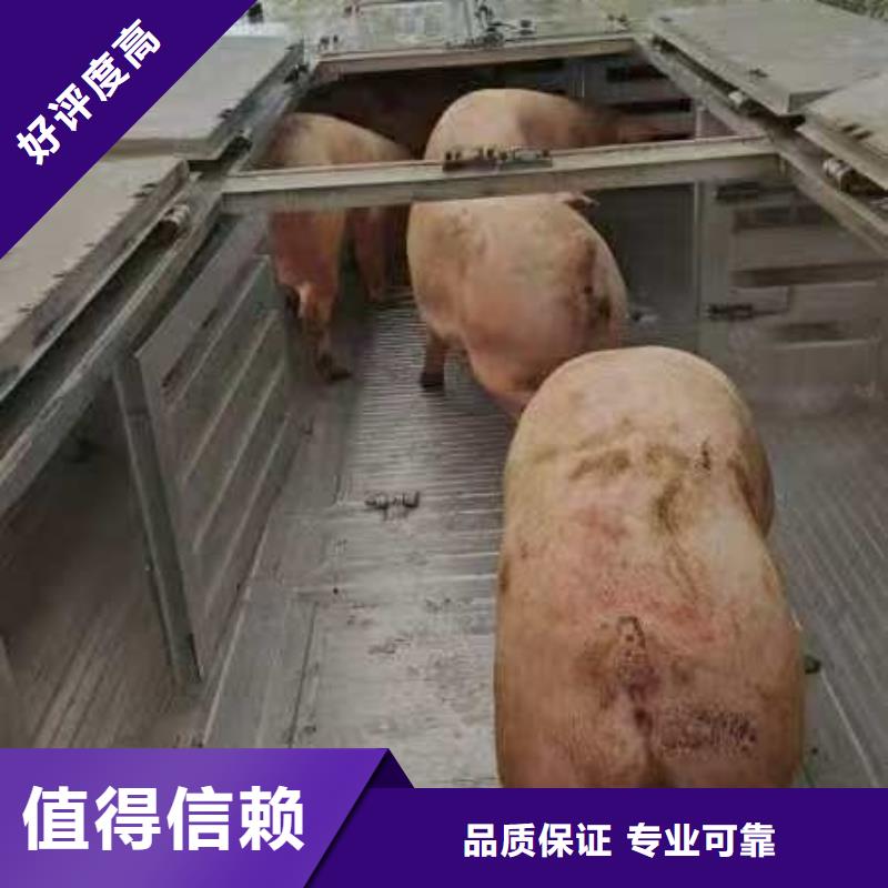 宣城到銅陵二育運輸專業團隊豬牛羊運輸