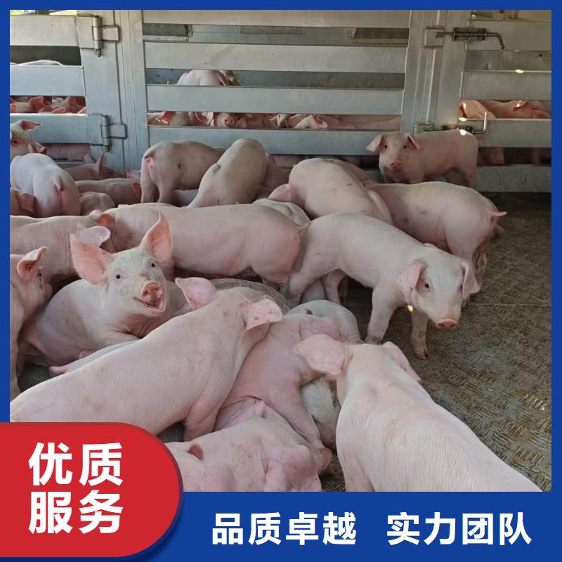 佳木斯二育運輸拒絕虛高價品質保證種豬運輸