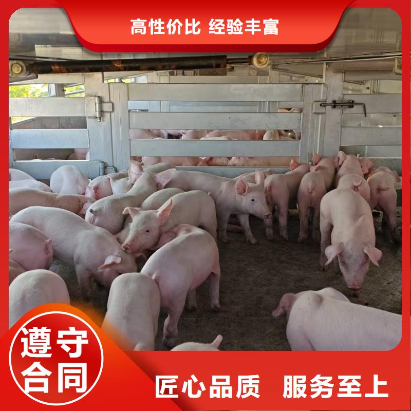 宿遷到江門農牧物流順暢