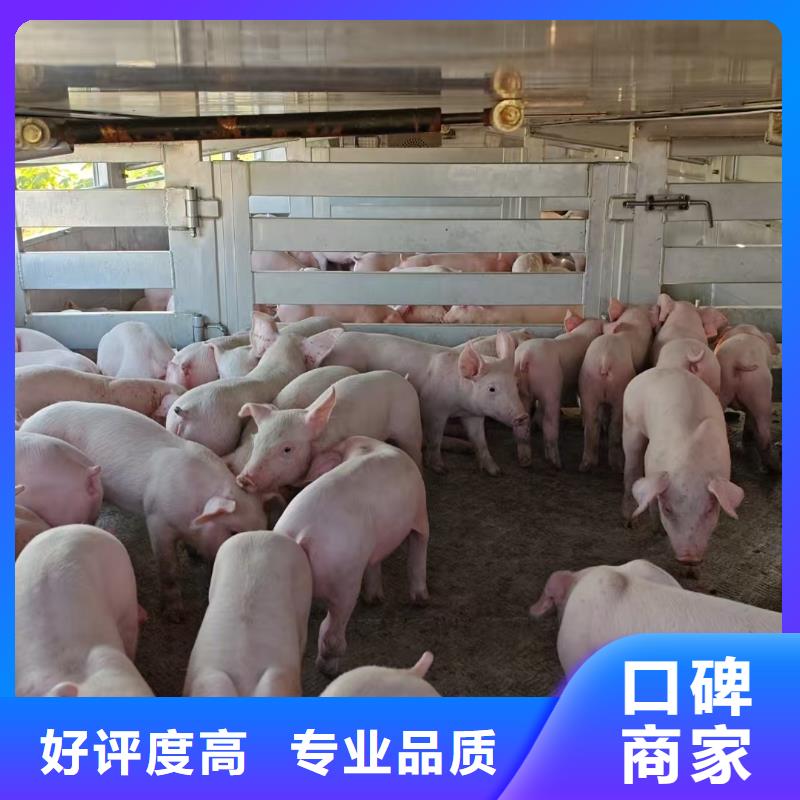 鼓樓到煙臺二育運輸恒溫車快捷