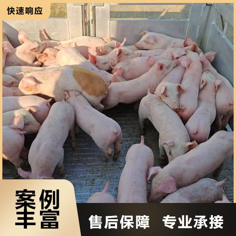 浙江到鹽城活禽運輸