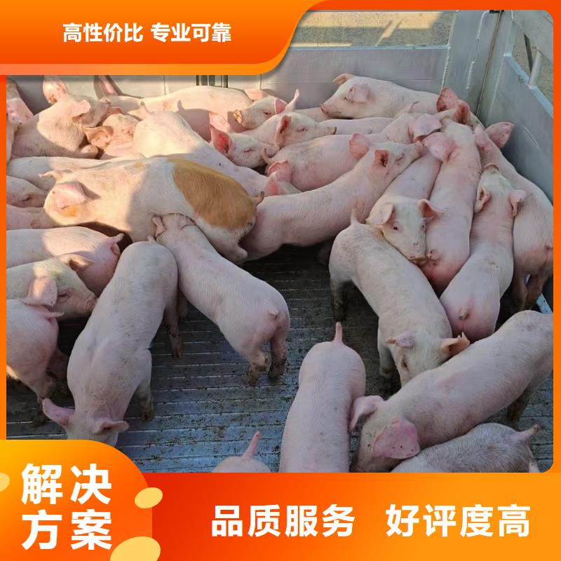 鹽城到焦作畜禽運輸-專用車省錢省時