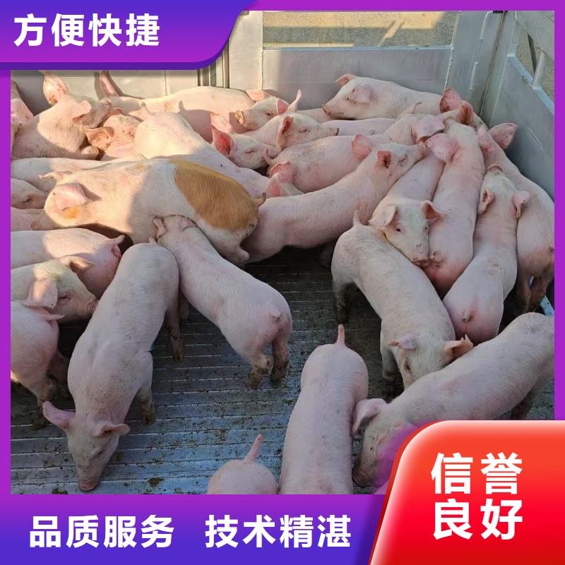 宿遷到淮北活禽運輸