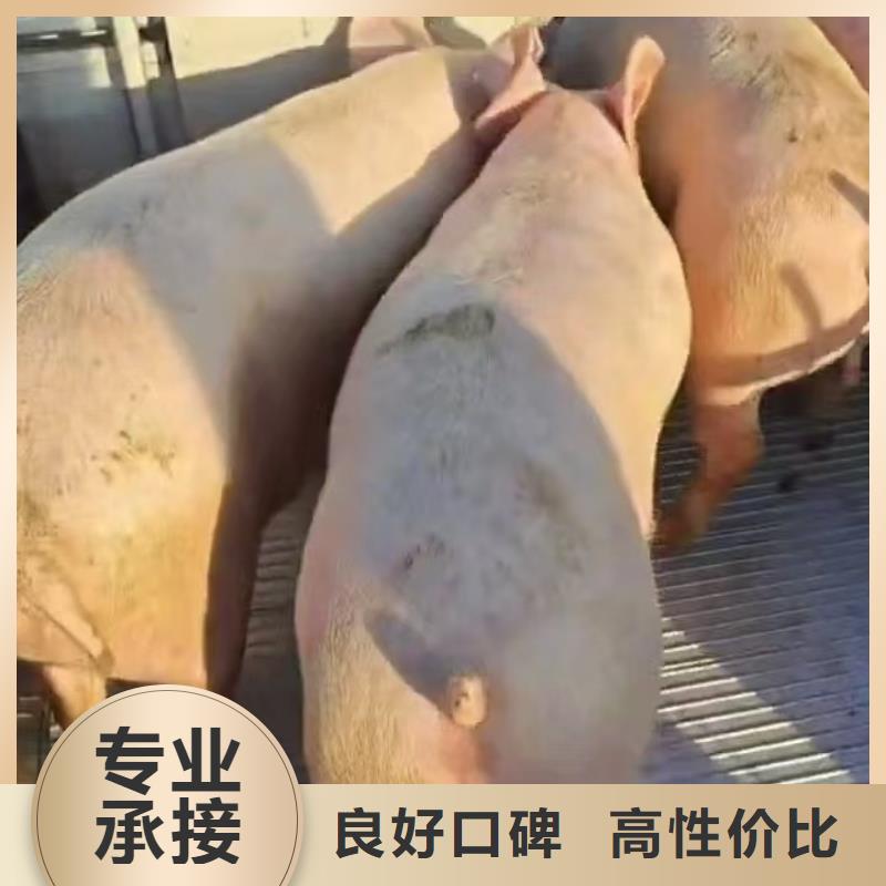 ?宿遷到亳州生豬恒溫車運輸實力雄厚