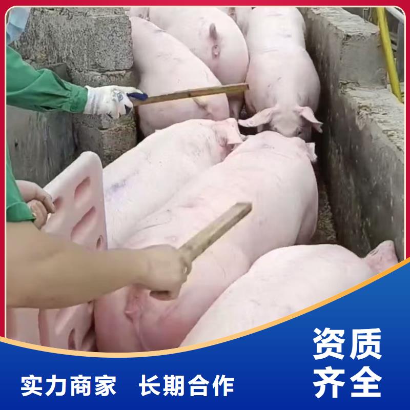 巢湖至貴陽仔豬運輸恒溫車售后保障