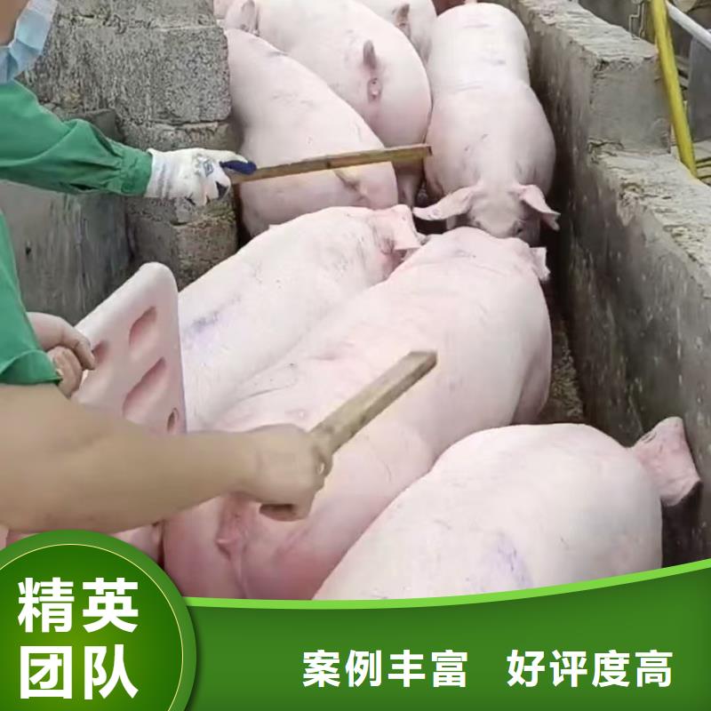 泗陽縣至永州豬牛羊運輸網絡廣泛