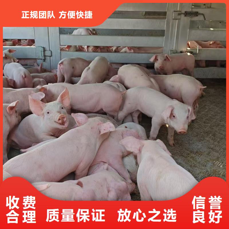 宿遷到通化豬只運輸專用車全程呵護