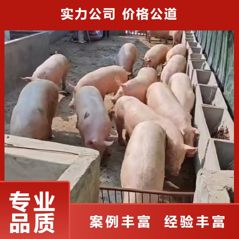 宿遷到湖北二育運輸溫柔對待