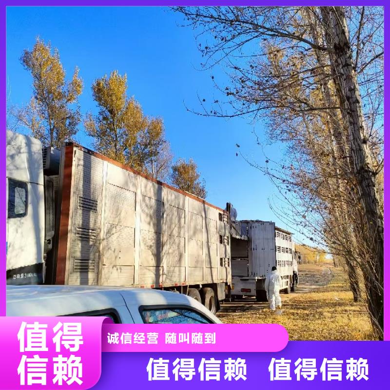 宿遷泗陽到呼倫貝爾豬只運輸專用車準時準點